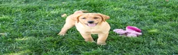 Labrador Retriever dogs for sale: Cassidy - Ad 5