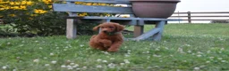 Standard Poodle dogs for sale: Bridget moyen - Ad 4