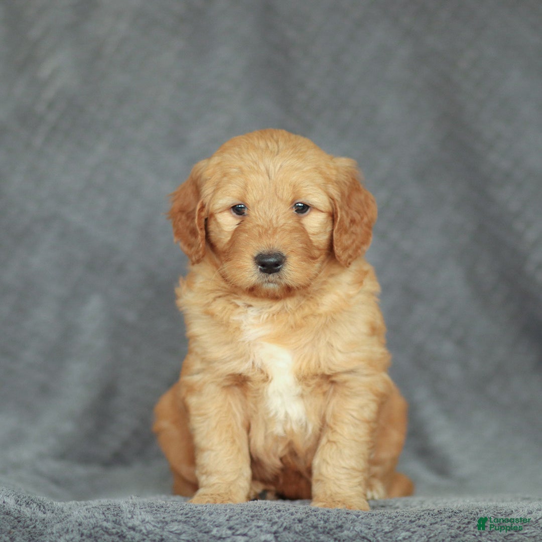 Mini Goldendoodle dogs for sale: Roslyn - Ad 3