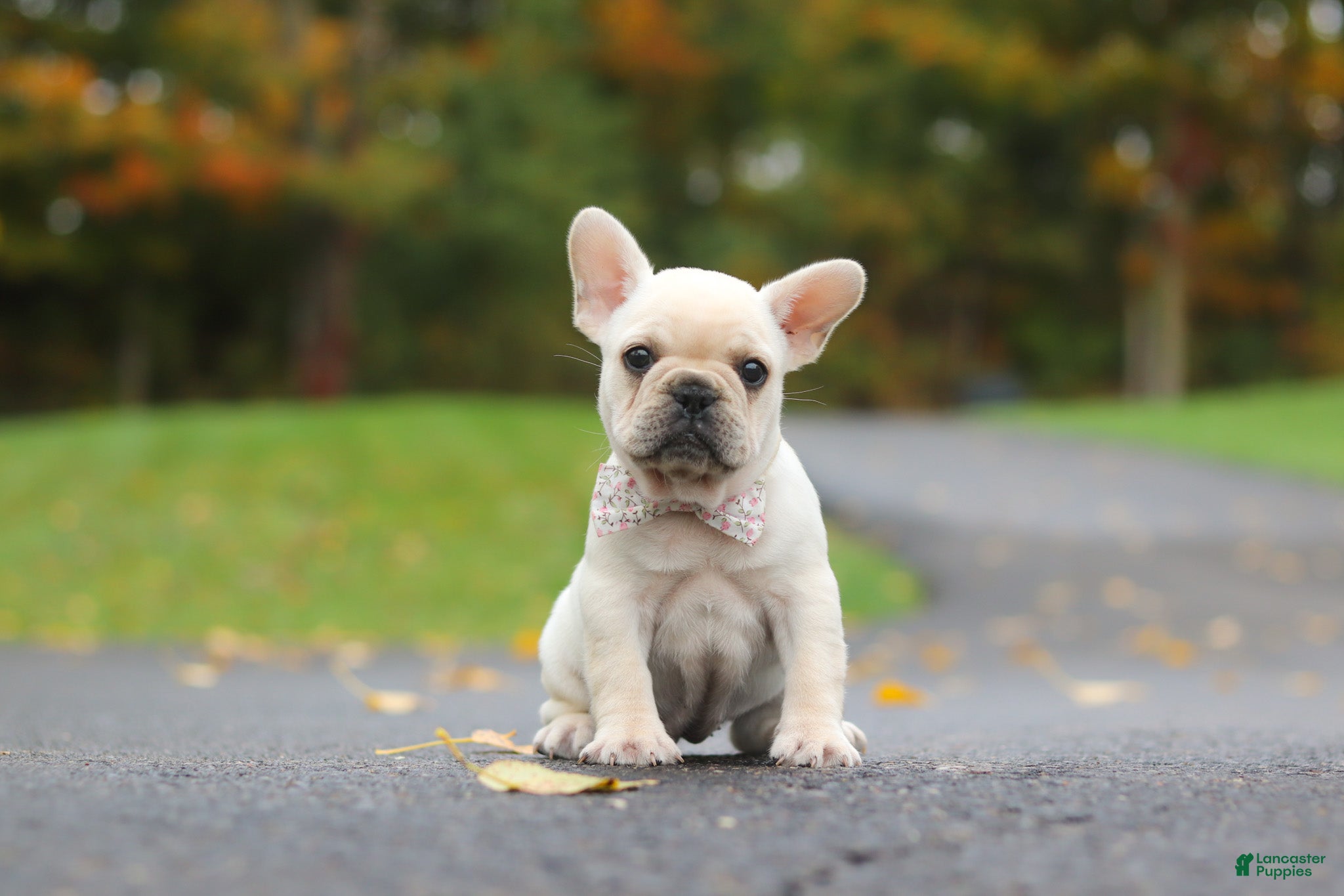 French Bulldog dogs Aspen - Ad 1