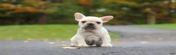 French Bulldog dogs for sale: Aspen - Ad 1