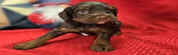 Cockapoo dogs for sale: Meeko - Ad 16