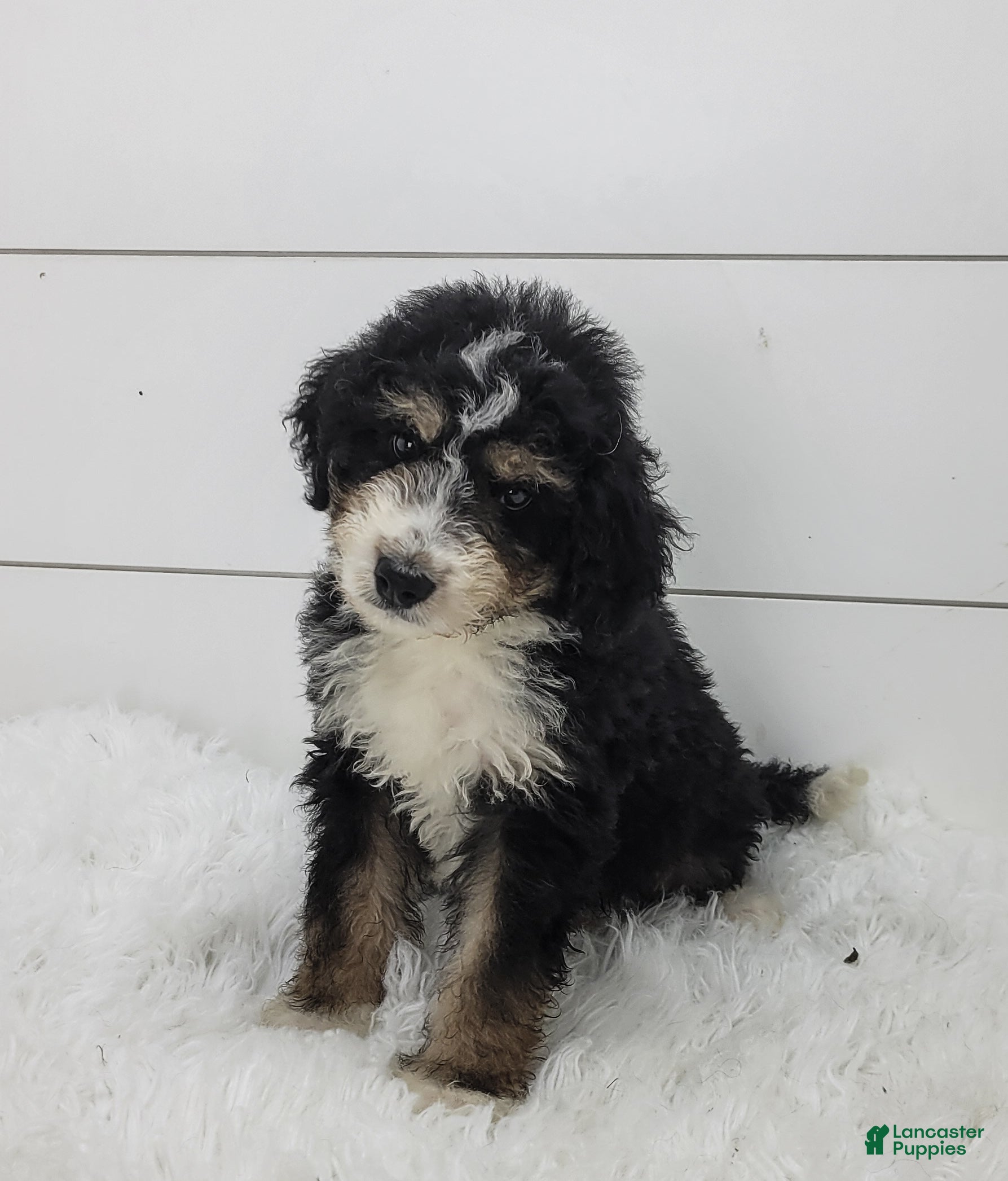 Bernedoodle dogs Bernedoodle Puppy 1 - Ad 1