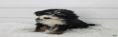 Bernedoodle Puppy 1