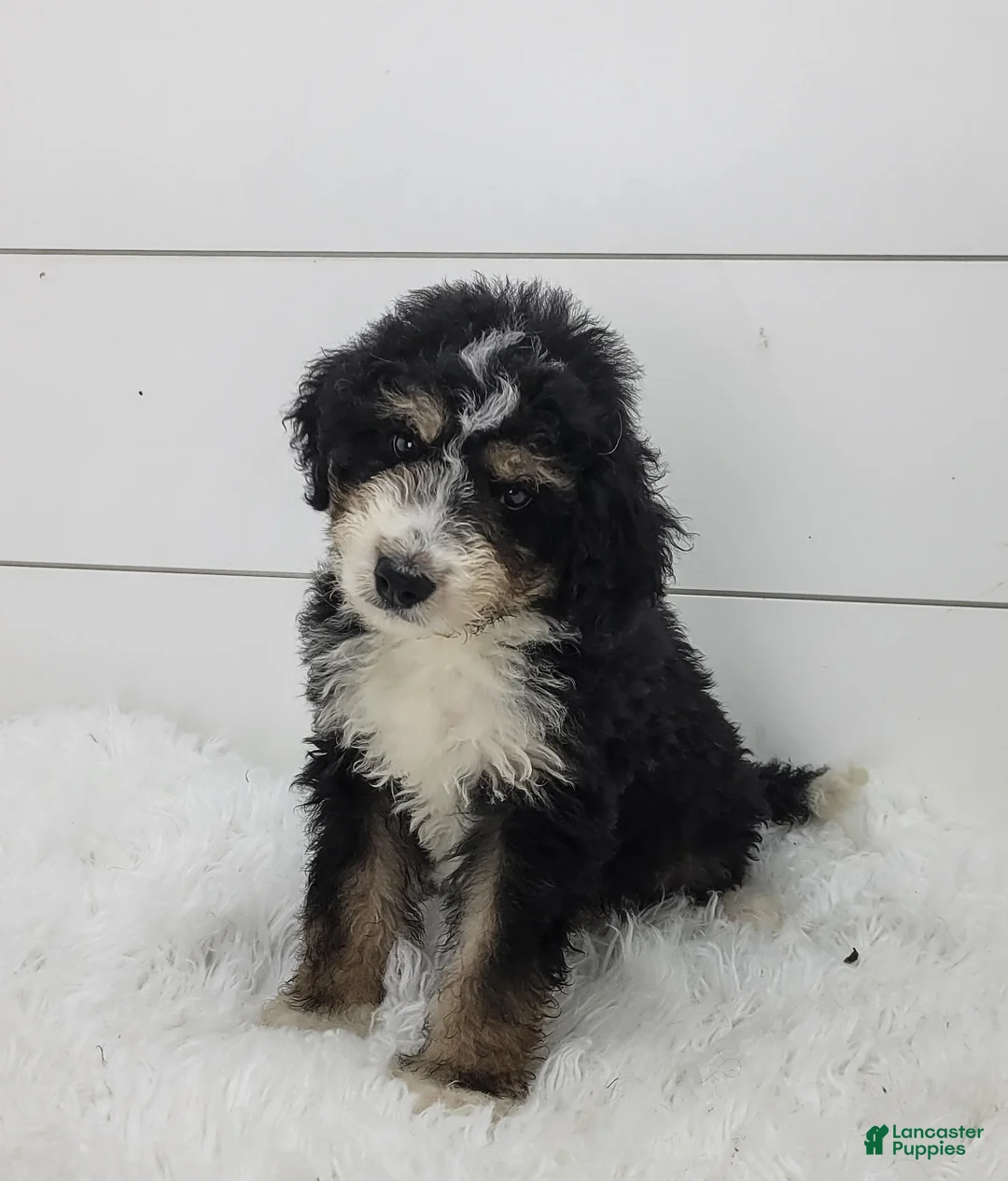 Bernedoodle dogs for sale: Bernedoodle Puppy 1 - Ad 1