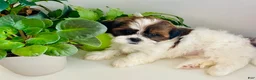 Shih Tzu dogs for sale: Lily - Ad 5