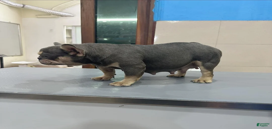 Gallery Image {{count}}