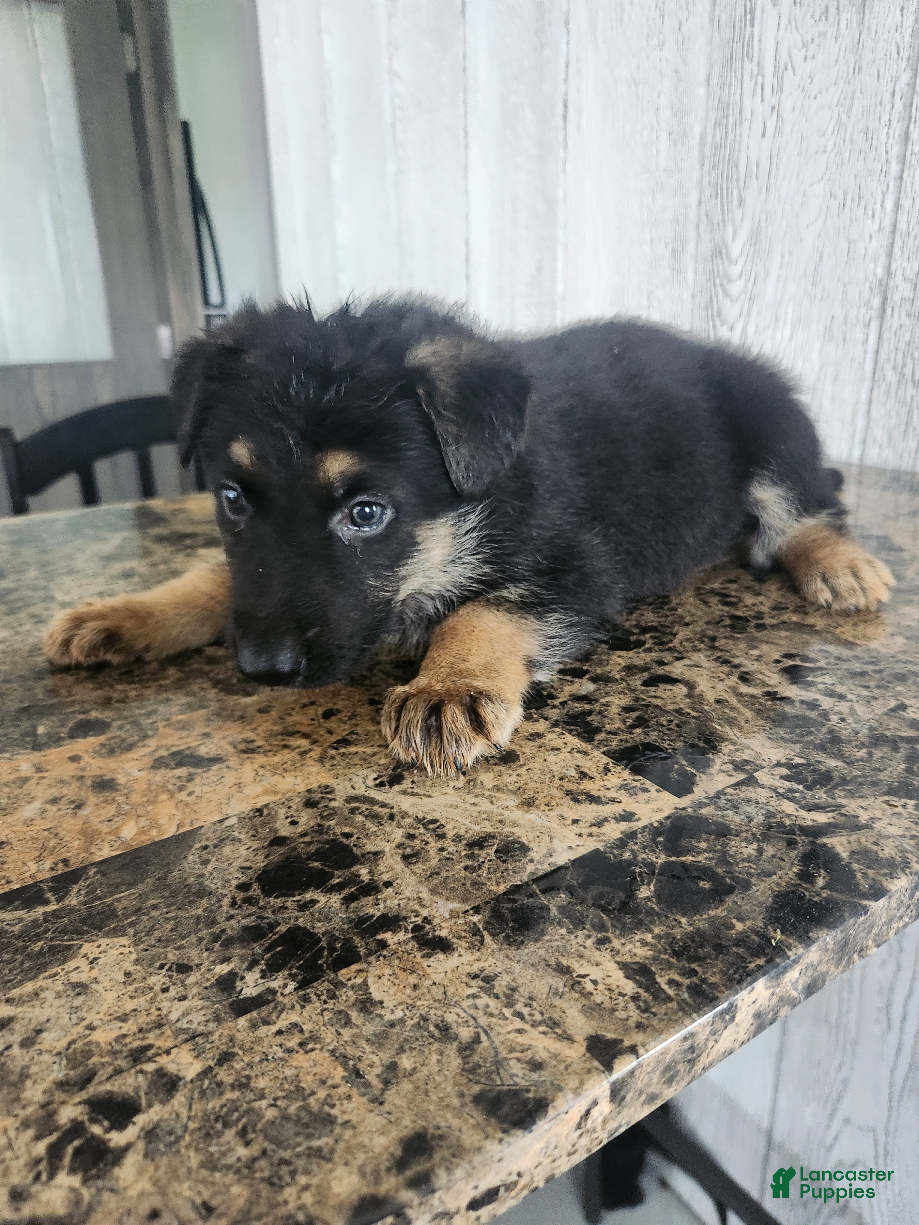 German Shepherd dogs for sale: Lola - Ad 4