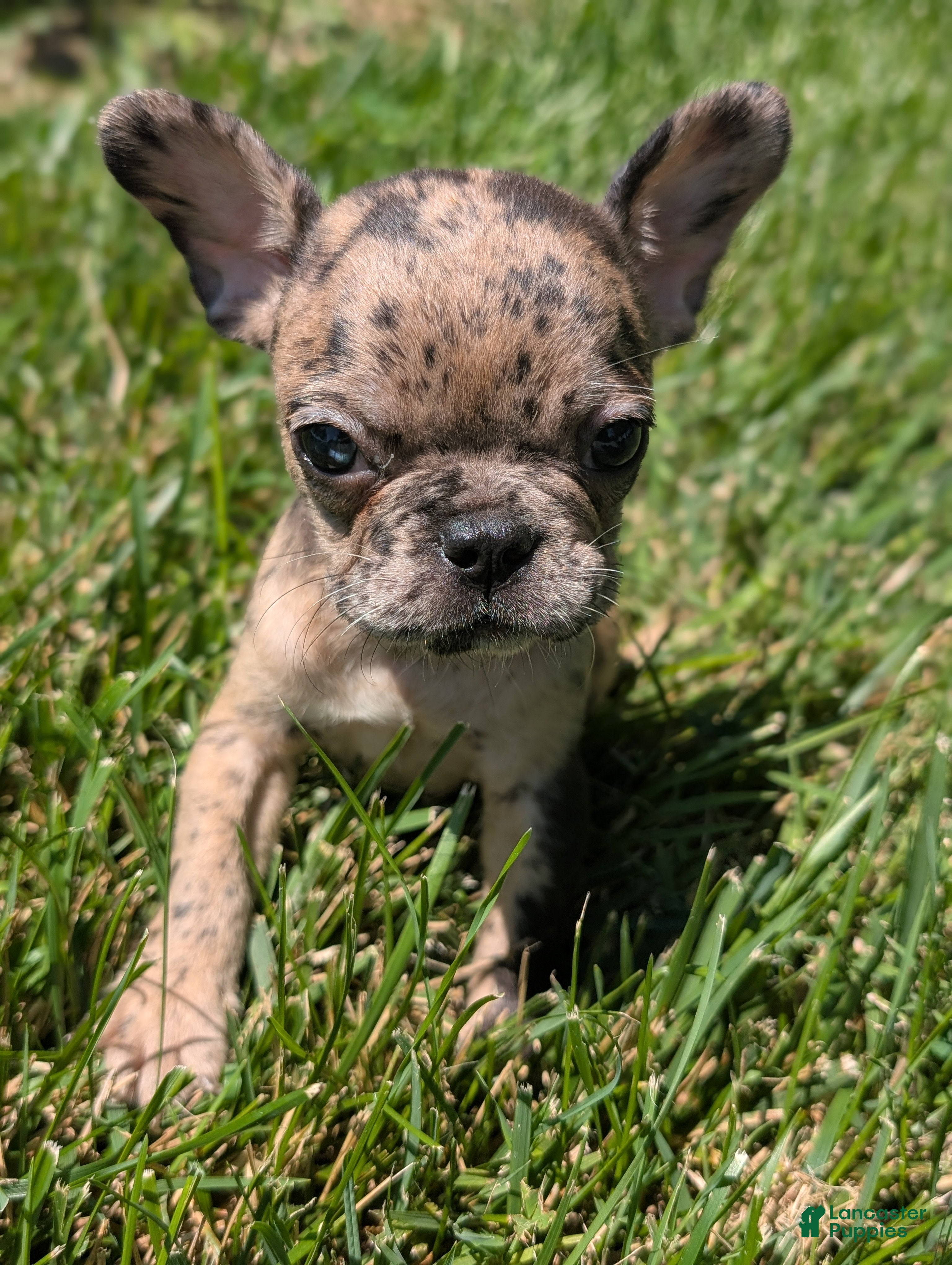 French Bulldog dogs French Vanilla - Ad 2