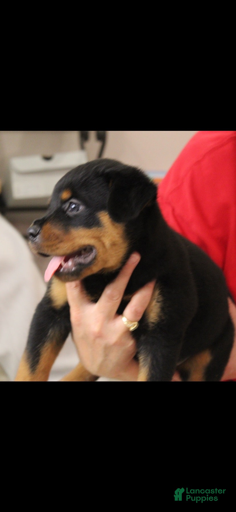 Rottweiler dogs Rottweiler 1 - Ad 2