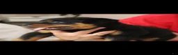 Rottweiler dogs for sale: Rottweiler 1 - Ad 2