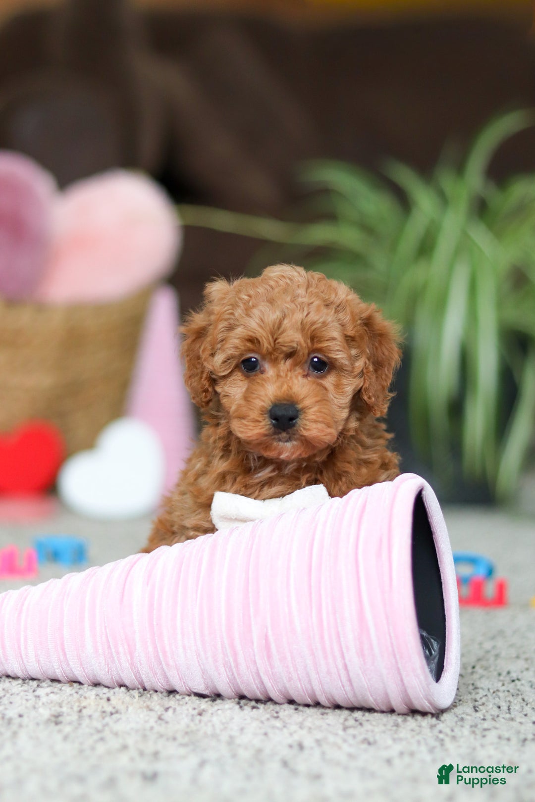 Cavapoo dogs for sale: Asher - Ad 8