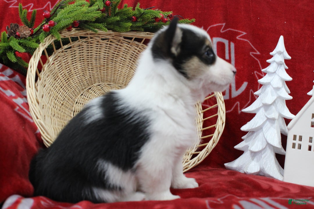 Welsh Corgi Pembroke dogs for sale: Bubbles - Ad 6