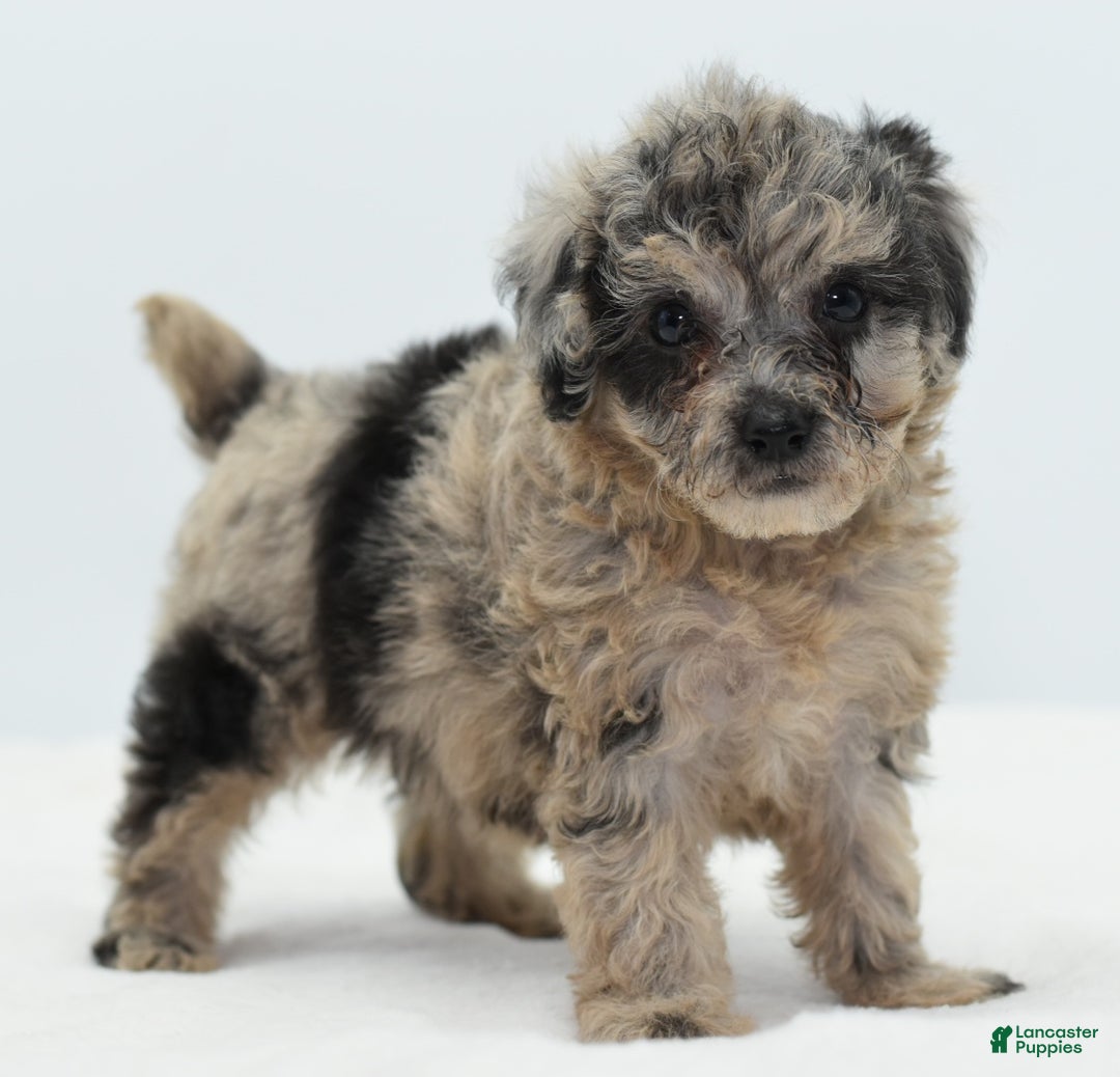 Toy Poodle dogs for sale: Blue merle female toy poodle  - Ad 1