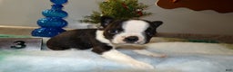 Boston Terrier dogs for sale: Boston Terrier Puppy 3 Dora - Ad 4