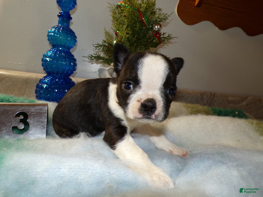 Boston Terrier dogs for sale: Boston Terrier Puppy 3 Dora - Ad 4