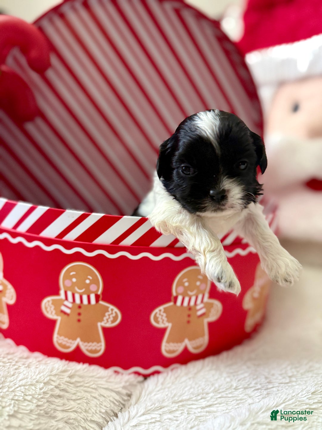 Shihpoo dogs for sale: Boq  - Ad 6