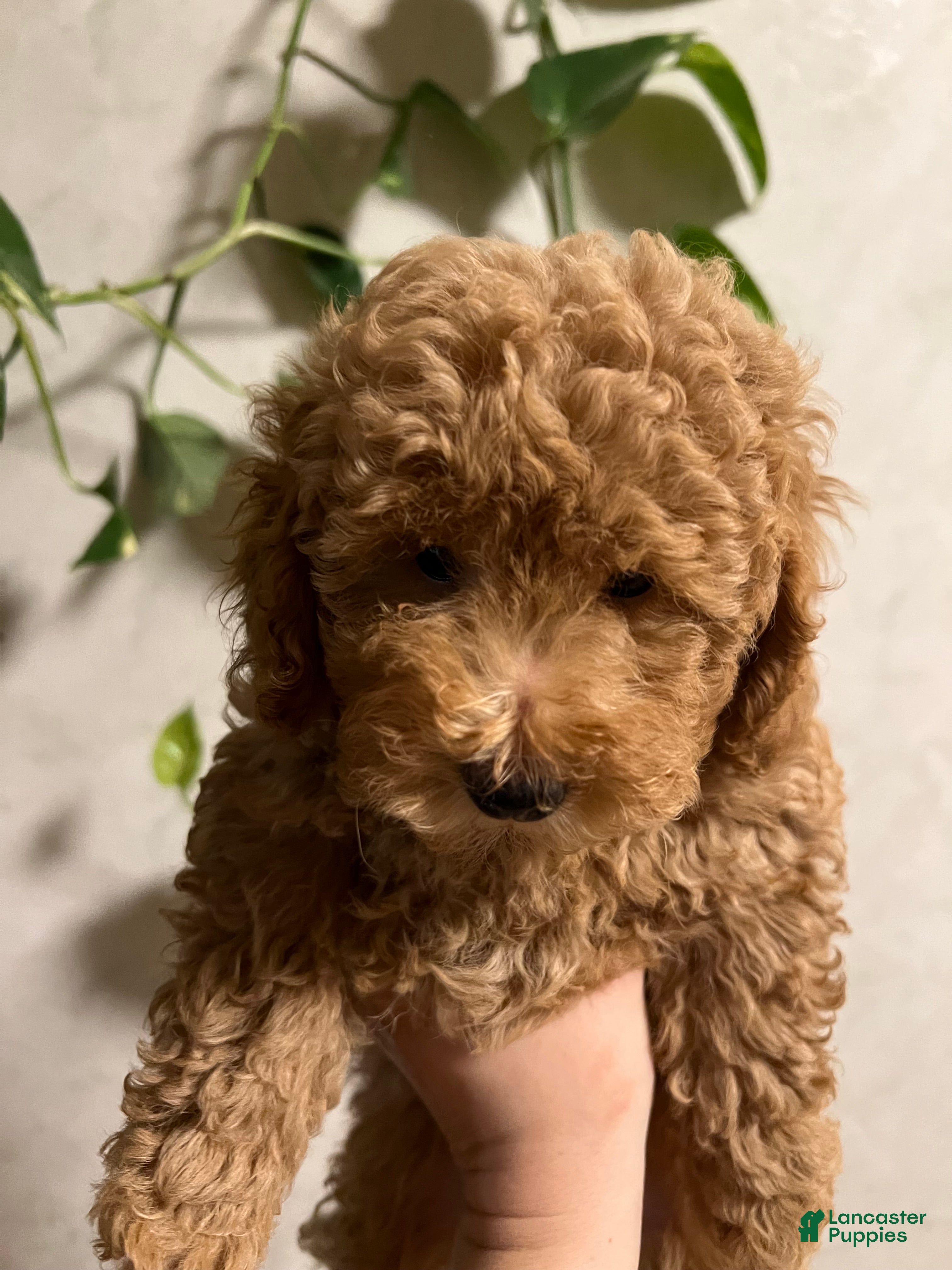 Toy Poodle dogs Prada - Ad 1