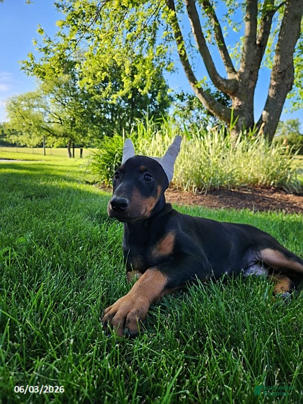 Doberman Pinscher dogs for sale: Roscoe - Ad 2