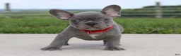 French Bulldog dogs for sale: Braxton - Ad 3