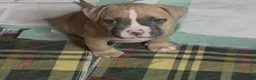 American Bully dogs for sale: American Bully Male - Ad 8