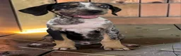 Catahoula Leopard Dog dogs for sale: Tigger 2026 Male 3 - Ad 9