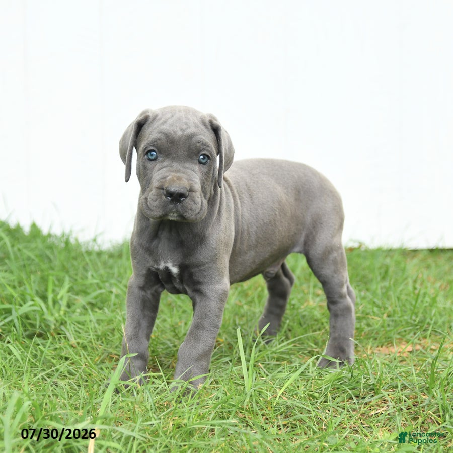 Cane Corso dogs Roman - Ad 2