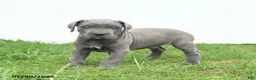 Cane Corso dogs for sale: Roman - Ad 12