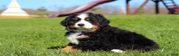 Bernese Mountain Dog dogs for sale: Crooked Jim - Ad 4