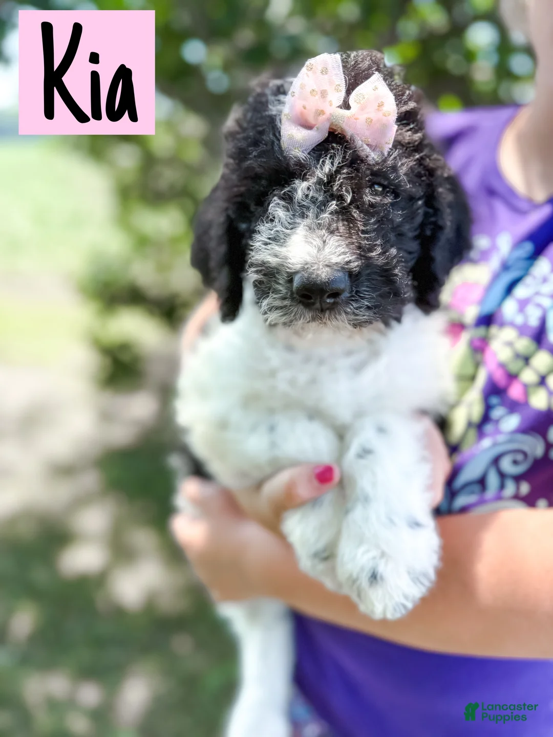 Labradoodle dogs for sale: Kia - Ad 1
