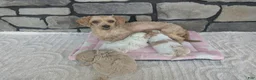 Havapoo dogs for sale: Button F-1B - Ad 8