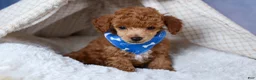 Toy Poodle dogs for sale: Tucker - Ad 3