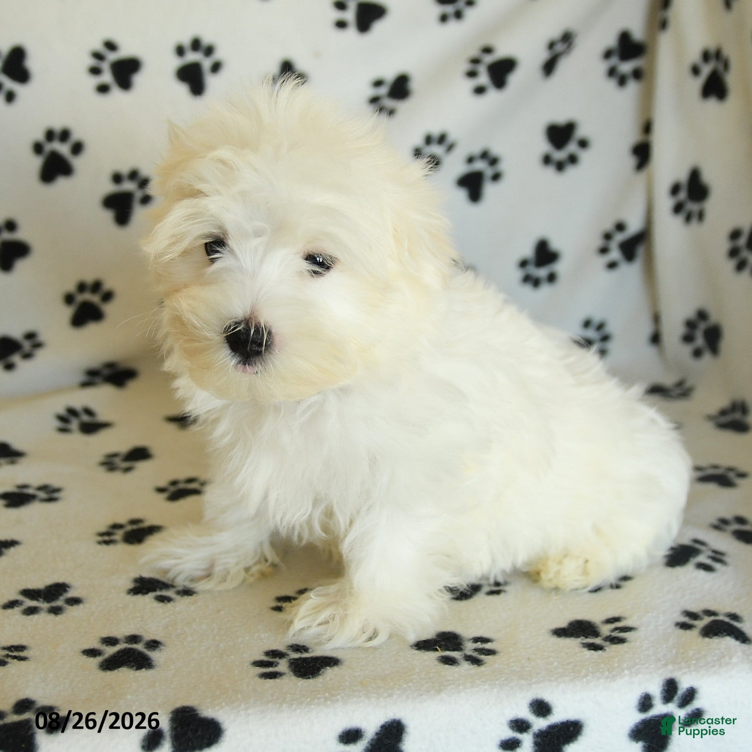 Maltese dogs Frost  - Ad 1