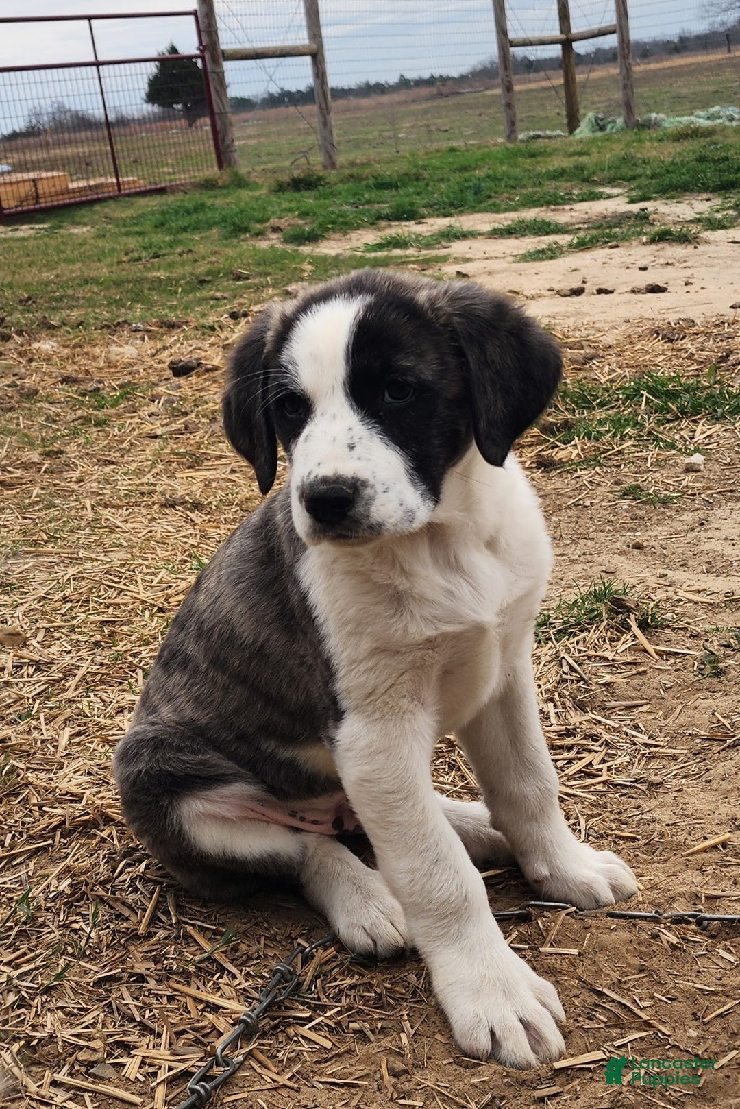 Anatolian Shepherd dogs for sale: AKC Blue 2025 M2 ASD puppy - Ad 25