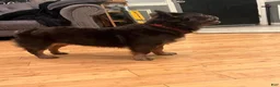 French Bulldog dogs for sale: Bella - Ad 10
