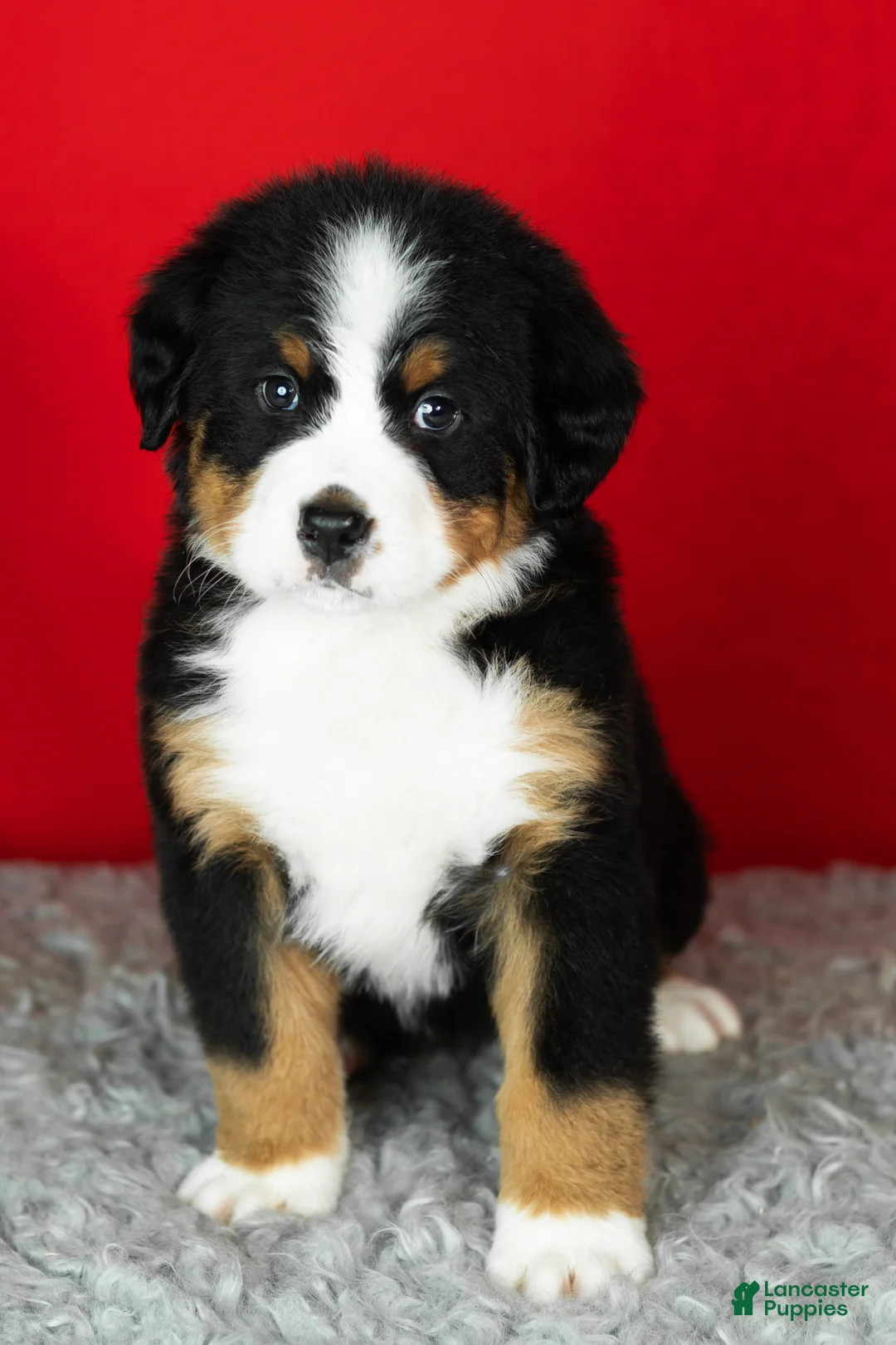 Bernese Mountain Dog dogs for sale: Monte - Ad 4