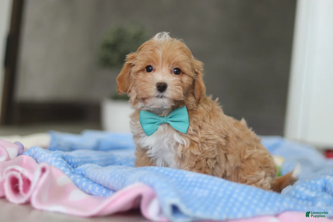 Havapoo dogs for sale: Beau - Ad 9