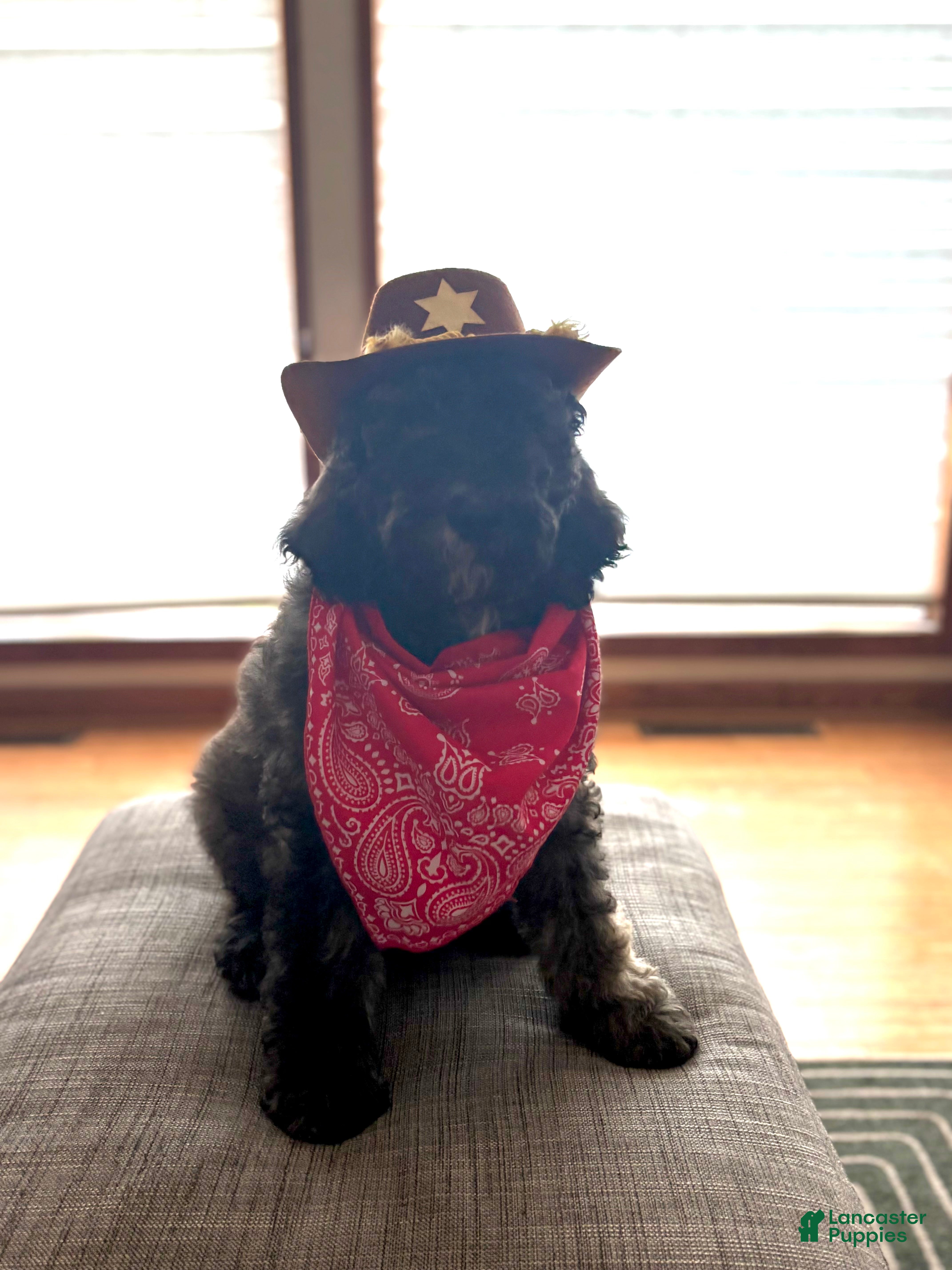 Bernedoodle dogs Reece’s - Ad 2