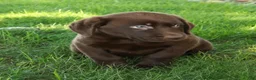 Labrador Retriever dogs for sale: Asher - Ad 4