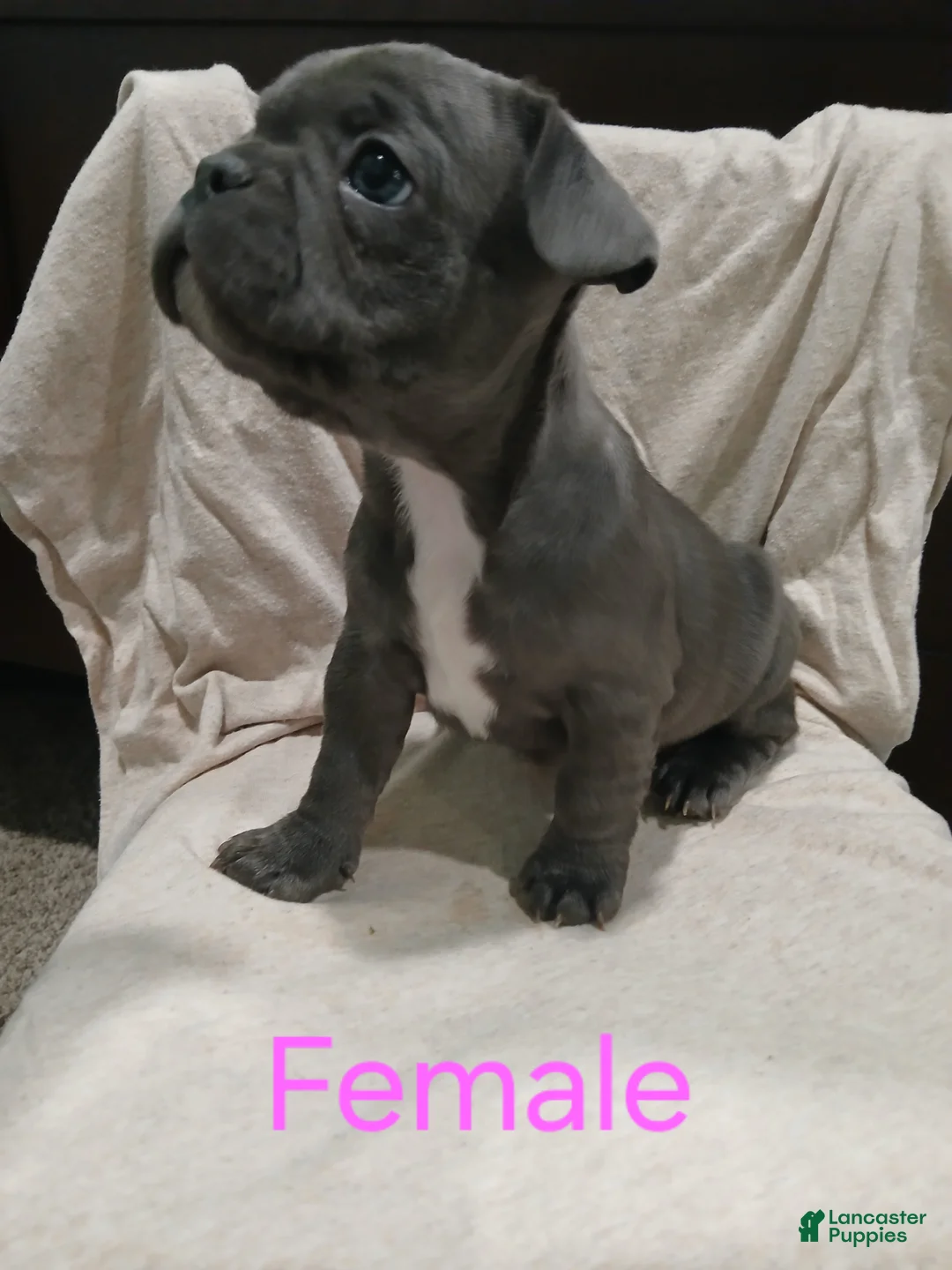 French Bulldog dogs for sale: Lily - Ad 6
