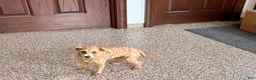 Maltipoo dogs for sale: Cutie  - Ad 4