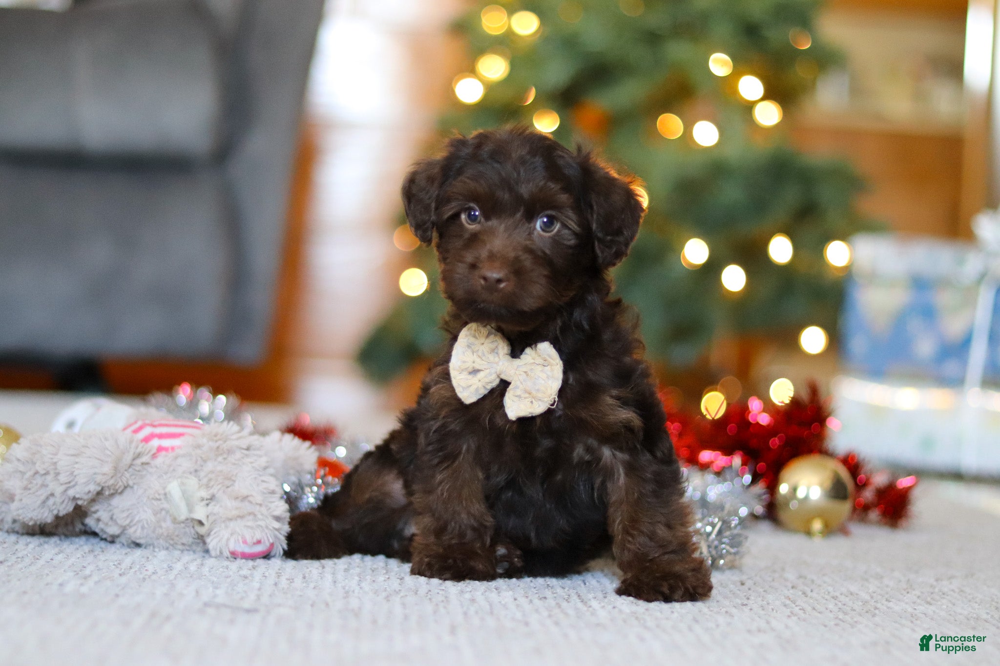 Yorkiepoo dogs Alton - Ad 10