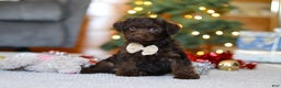 Yorkiepoo dogs for sale: Alton - Ad 1