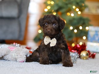 Yorkiepoo dogs Alton - Ad 18