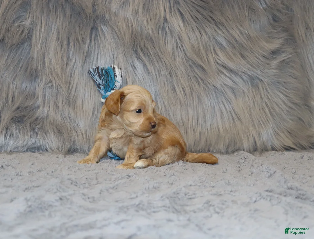 Havapoo dogs for sale: Asher 👨‍👨‍👦‍👦💞🐕 Miniature - Ad 22