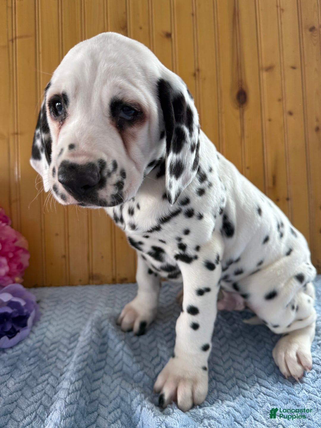 Dalmatian dogs for sale: Tommy - Ad 17