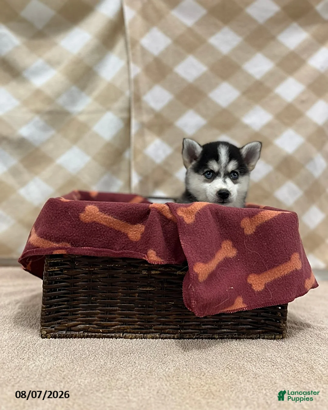 Pomsky dogs for sale: Penny - Ad 2
