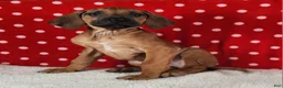Rhodesian Ridgeback dogs for sale: Harley - Ad 4