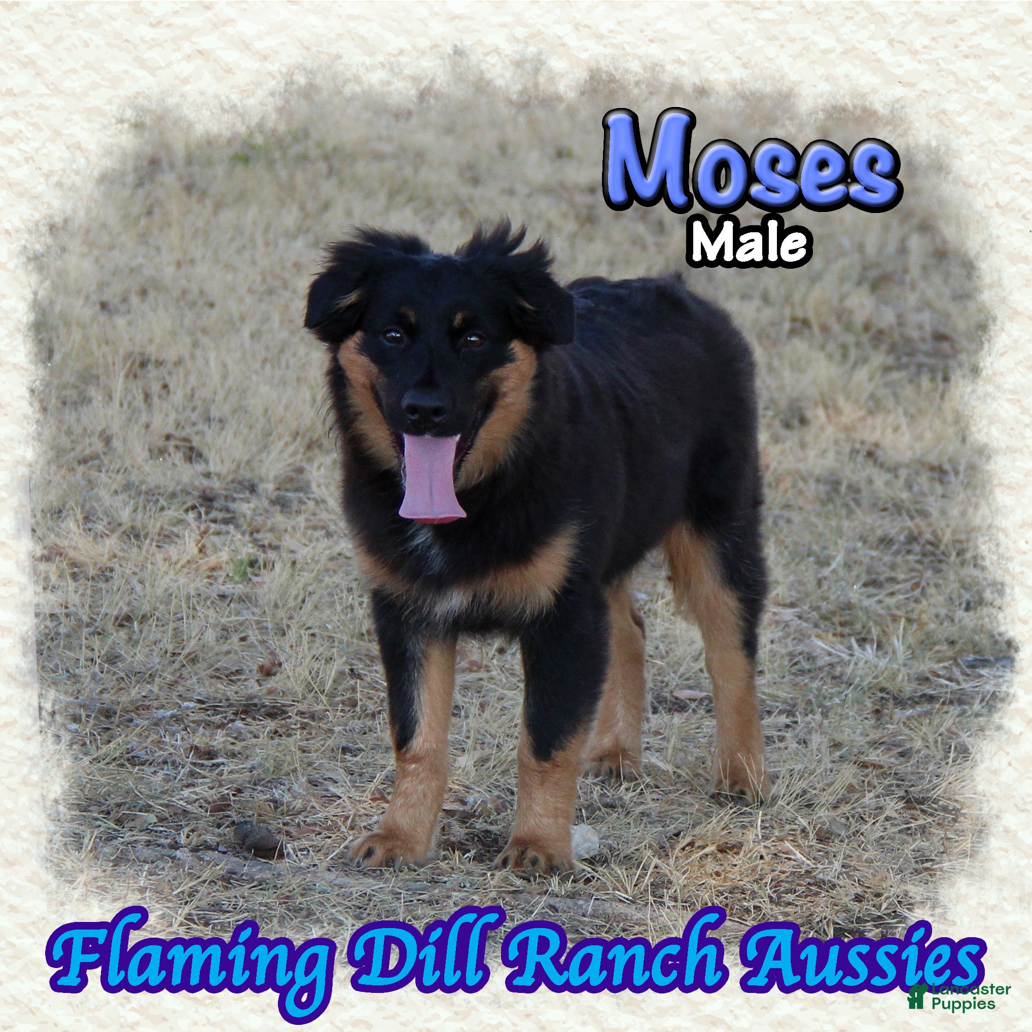 Miniature Australian Shepherd dogs Moses - Ad 3