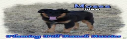 Miniature Australian Shepherd dogs for sale: Moses - Ad 1